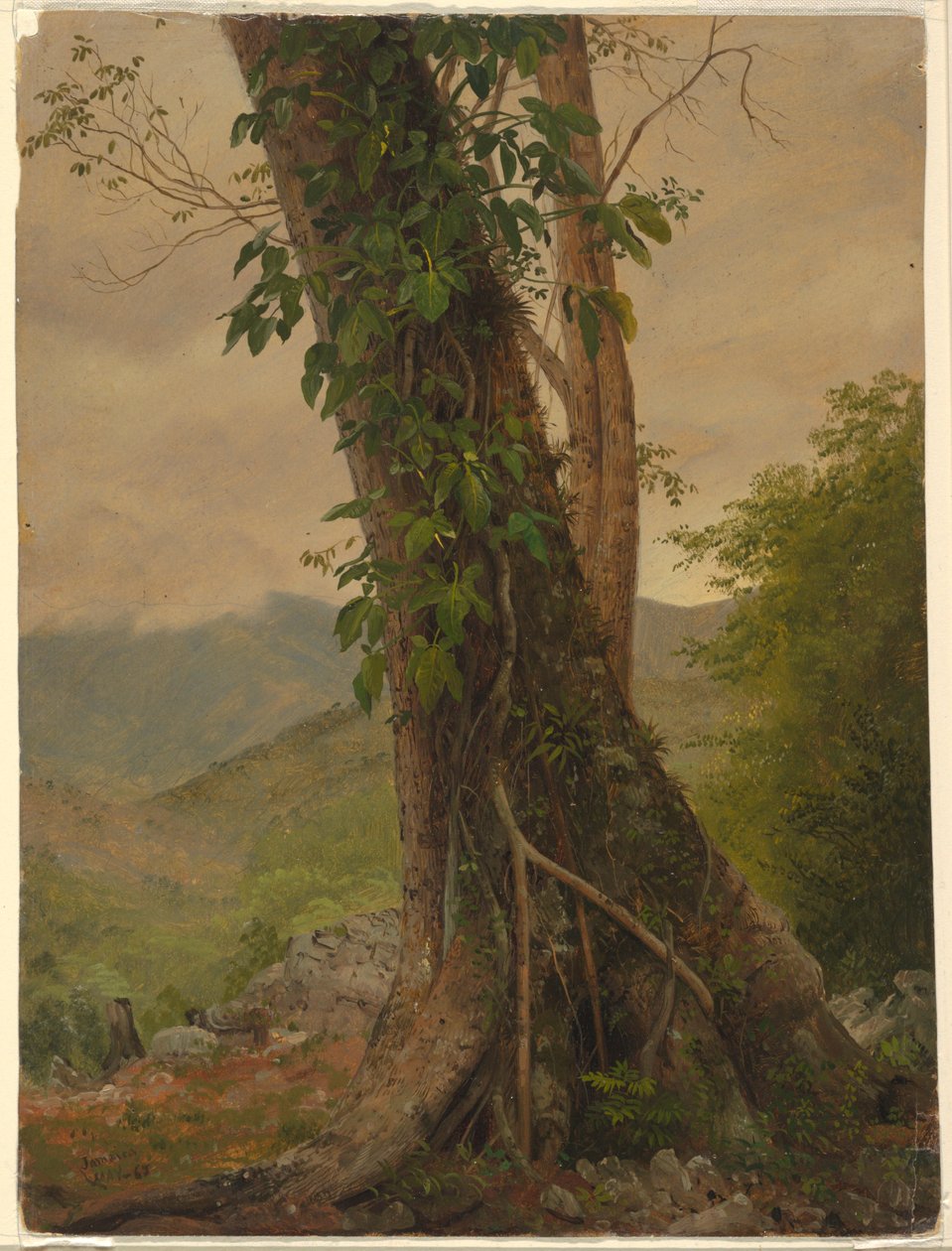 Teckning, träd med vinrankor, Jamaica, Västindien, maj 1865 av Frederic Edwin Church