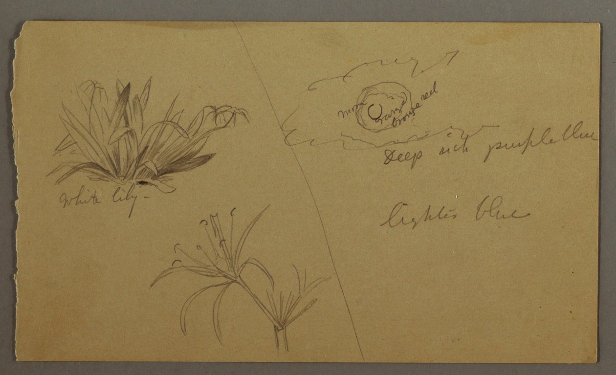 Teckning, Vit lilja, måne, möjligen 1865-66 av Frederic Edwin Church