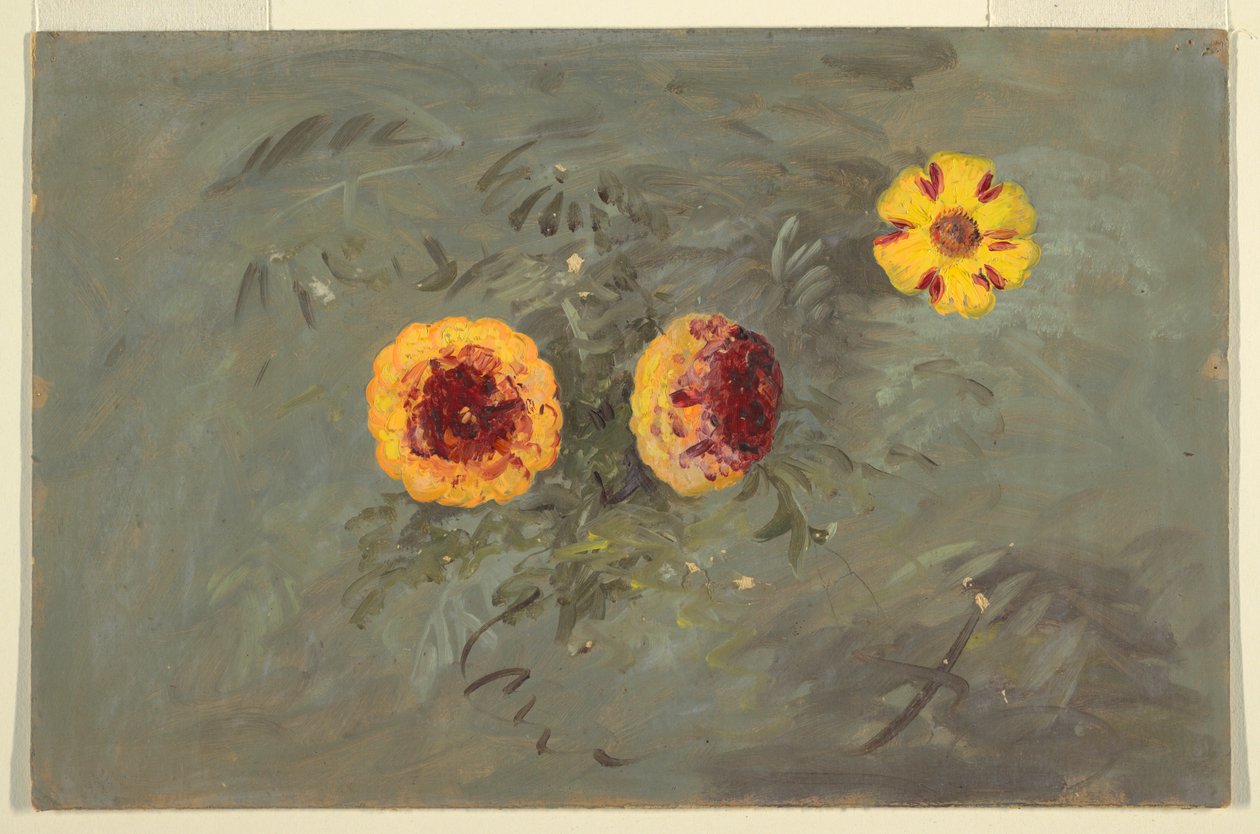 Teckning, Zinnias, 1860-70 av Frederic Edwin Church