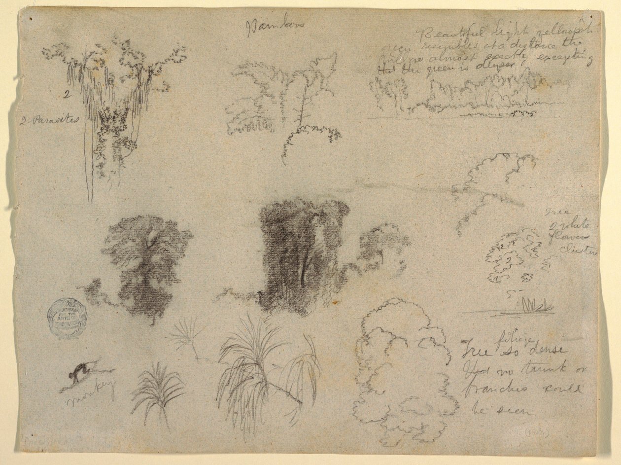 Naturstudier, troligen från Colombia: apa, parasiter och träd av Frederic Edwin Church