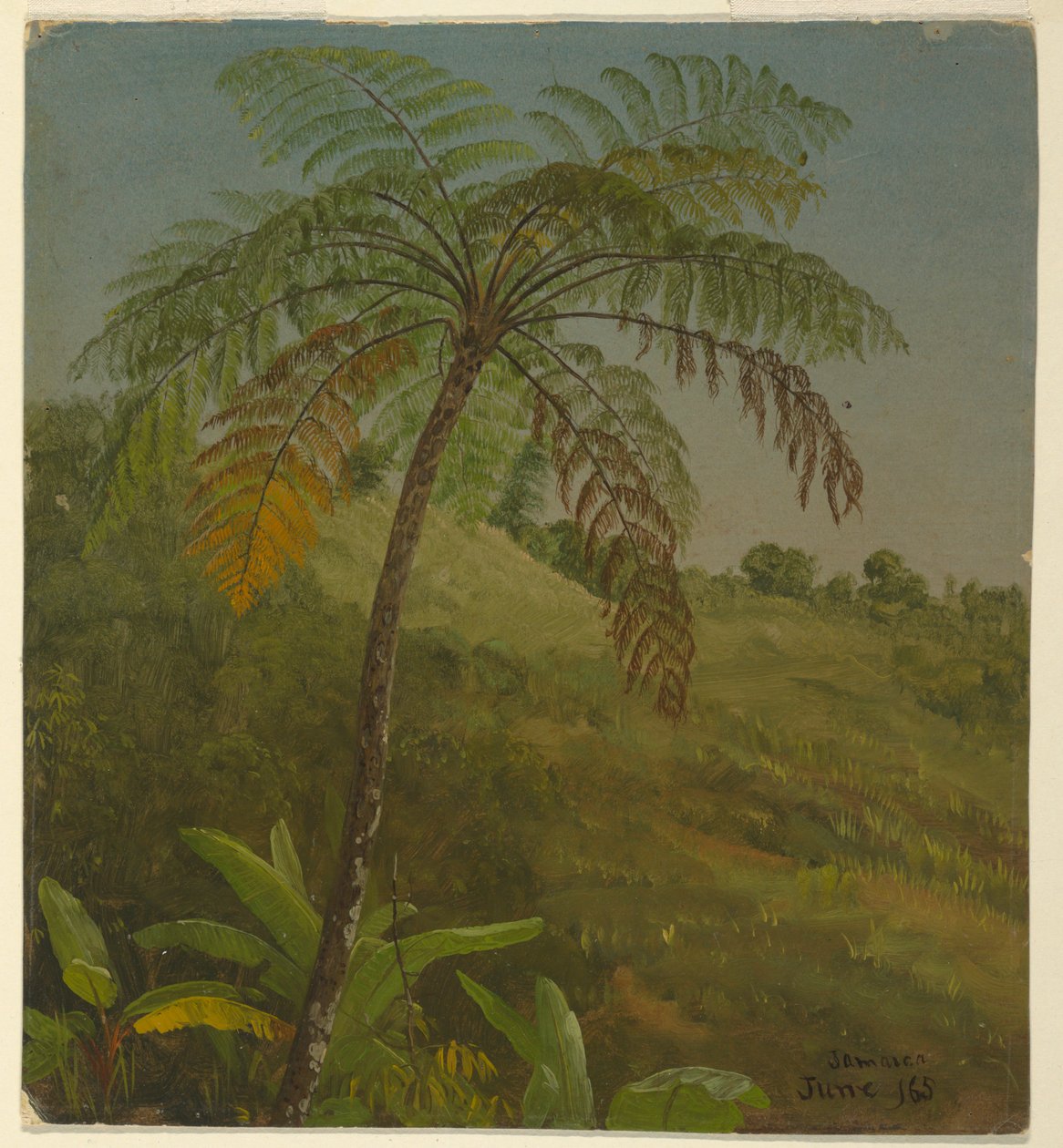 Palmträd, Jamaica av Frederic Edwin Church