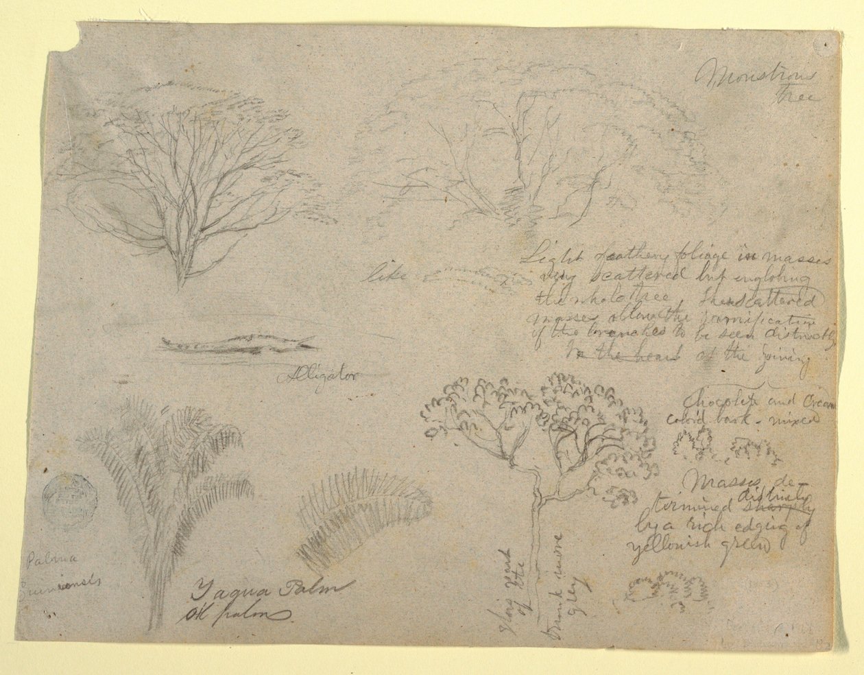 Serie av botaniska studier inklusive en alligator och ett monstruöst träd, sett från Rio Magdalena, Colombia av Frederic Edwin Church