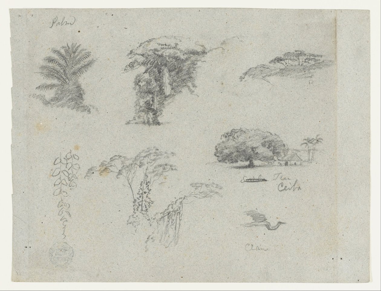 Skisser från Sydamerika.  Botaniska skisser.   Flygande trana. av Frederic Edwin Church