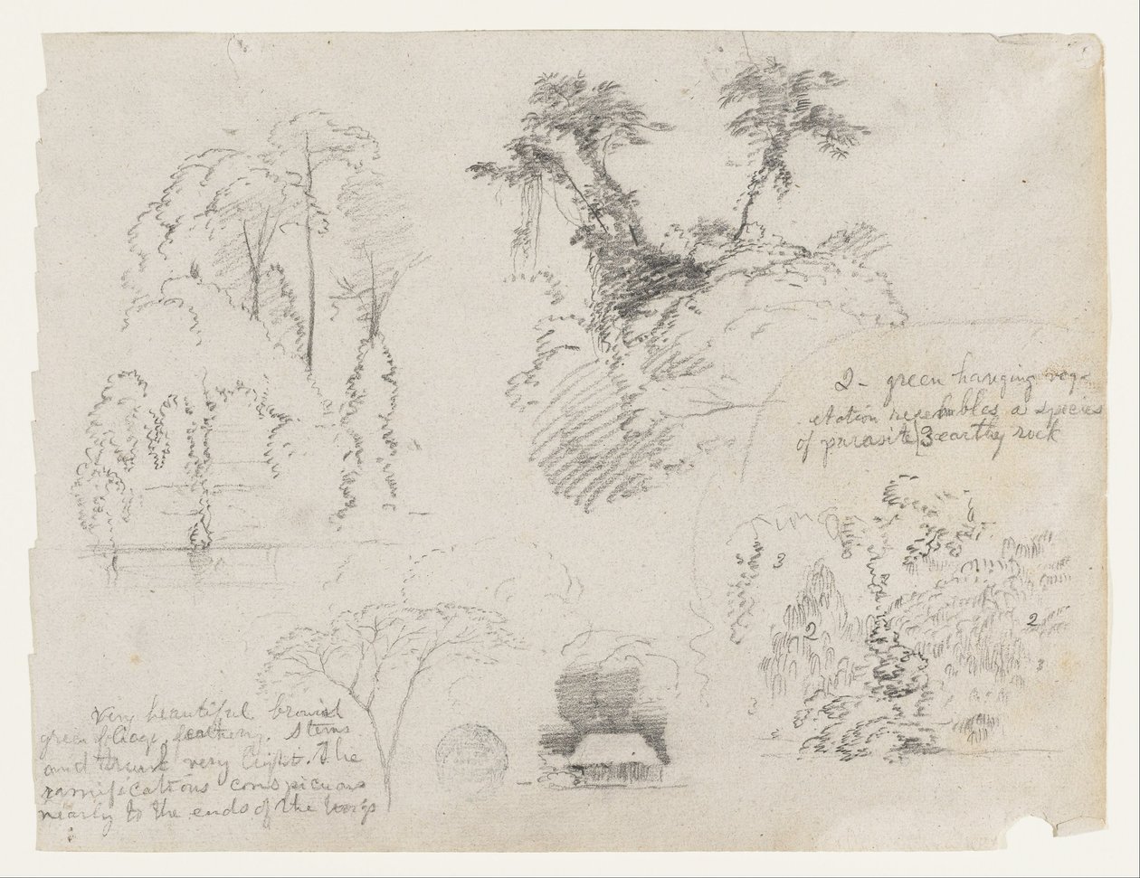 Skisser från Sydamerika, troligen från Colombia.  Botaniska skisser.  Ett hus. av Frederic Edwin Church