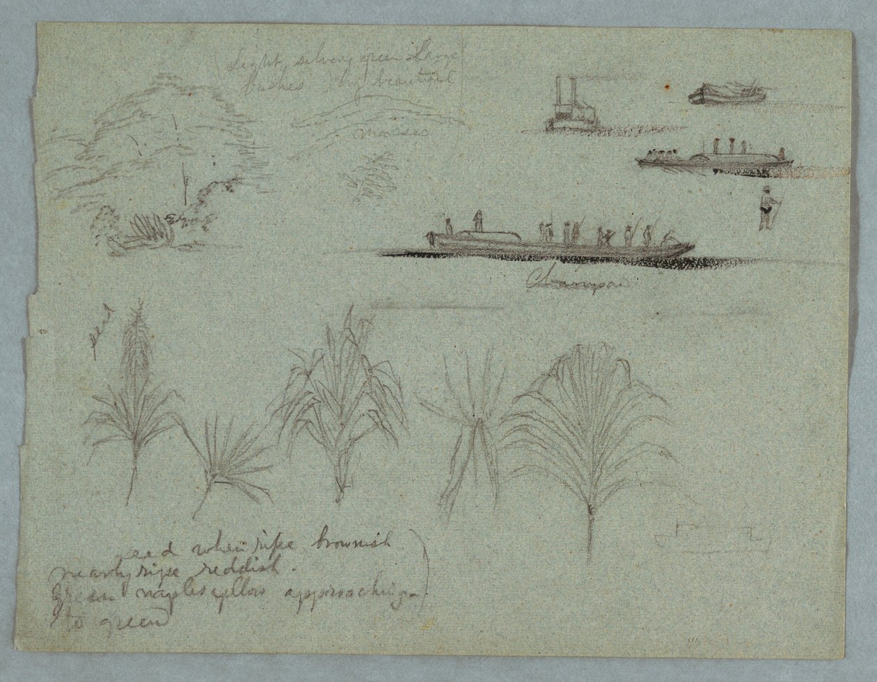 Skisser från Rio Magdalena, Colombia: Plants, Steamer, and a Champan av Frederic Edwin Church