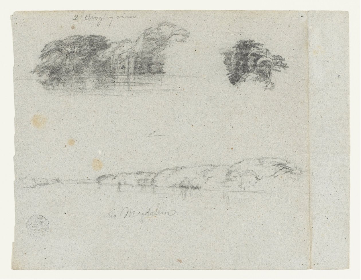 Skisser av träd, vinrankor och en bank vid Rio Magdalena, Colombia av Frederic Edwin Church