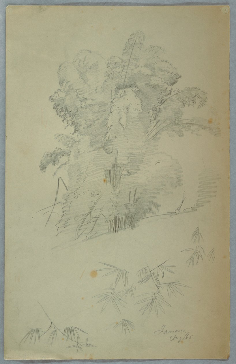Studies of Trees and Boughs, Jamaica av Frederic Edwin Church