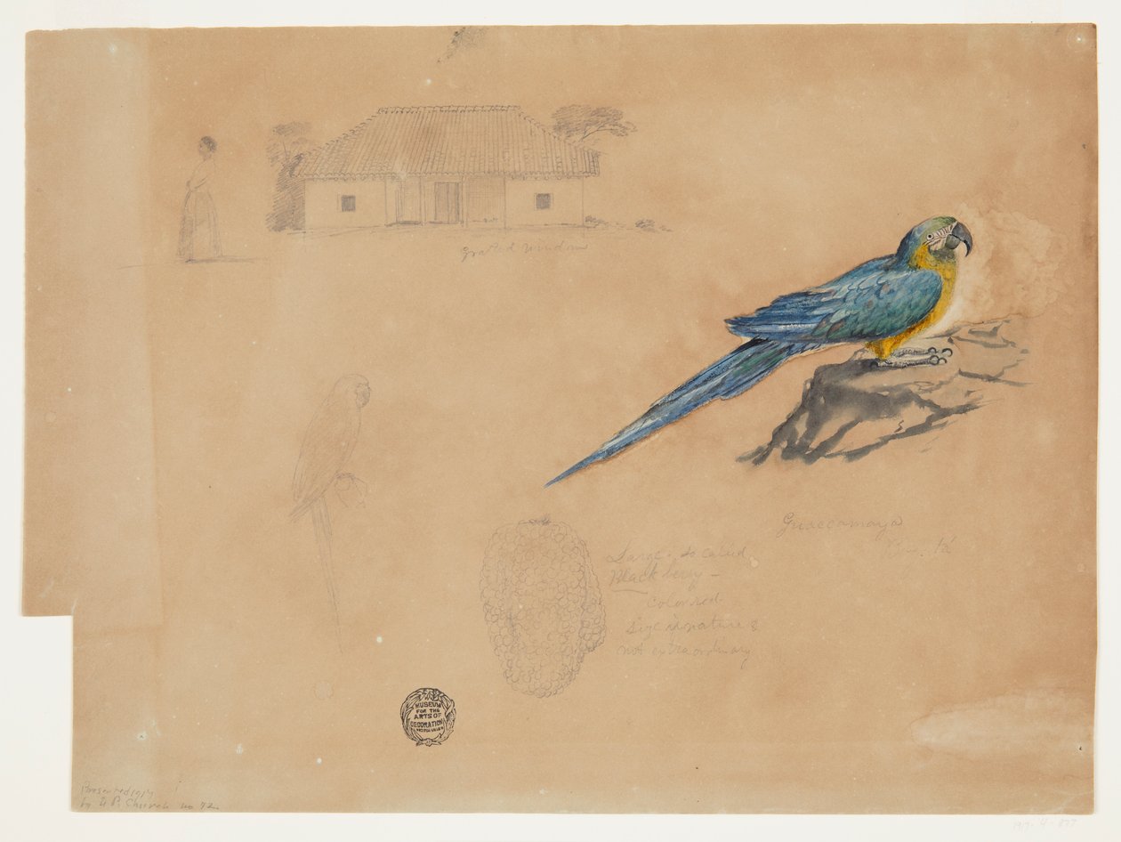 Studie av Guacamayas, Bogota, Colombia av Frederic Edwin Church