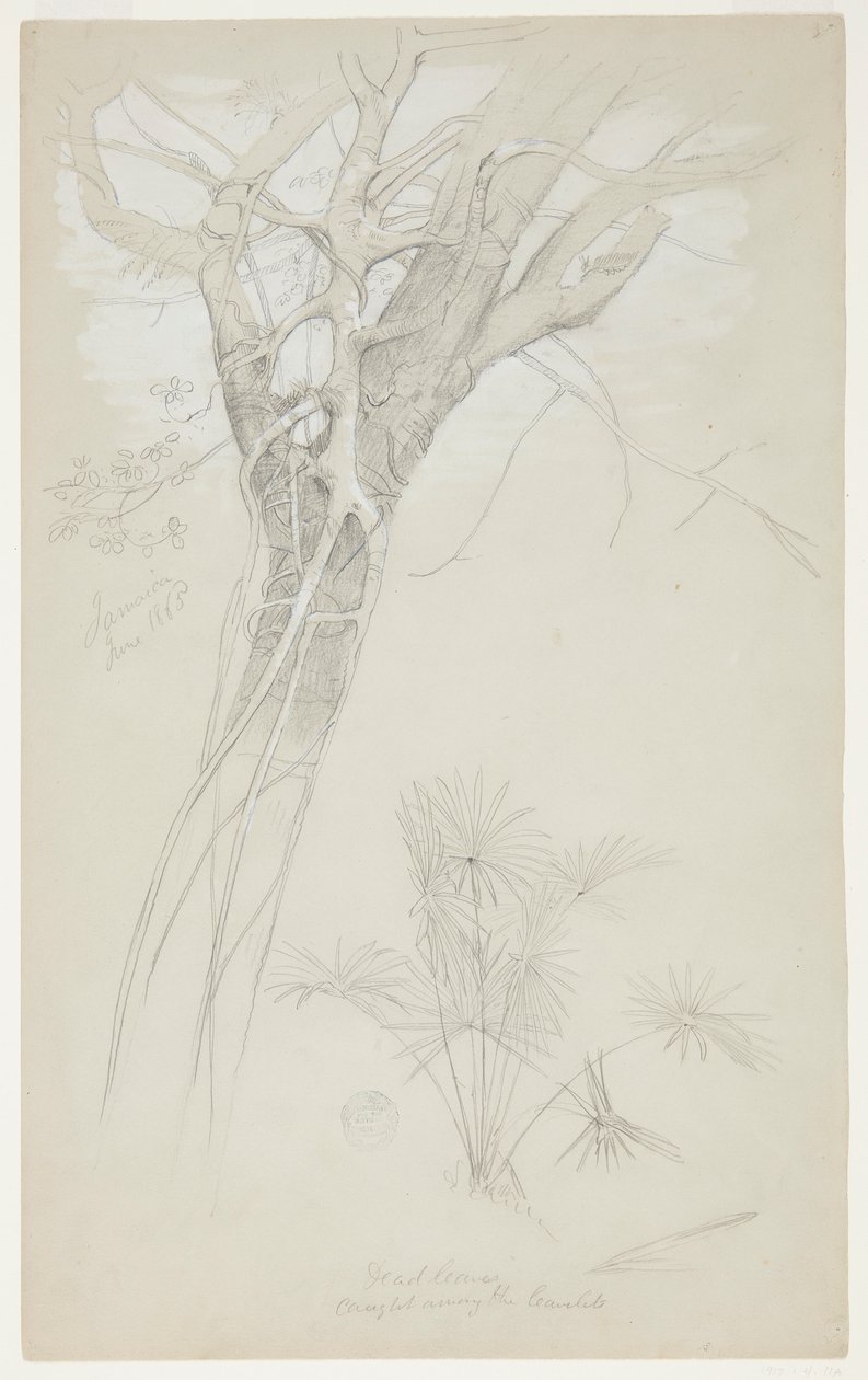 Studie av trädstam, parasitvinstock och palmväxt, Jamaica av Frederic Edwin Church