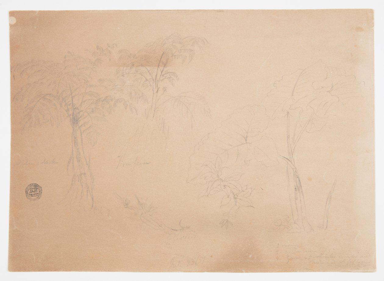 Studie av två träd och tre växter, nära Jorje, Ecuador av Frederic Edwin Church