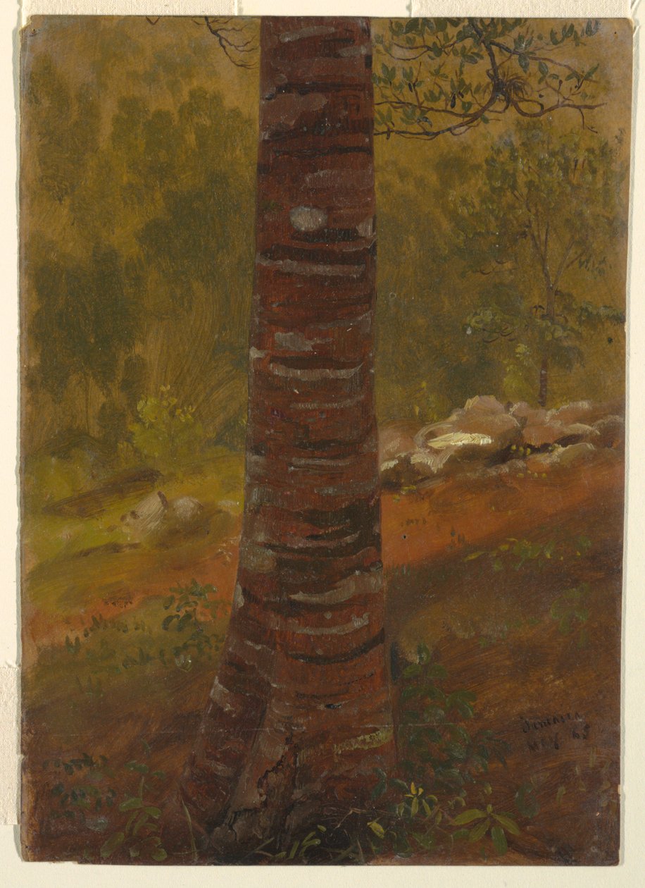 Trädstam, Jamaica av Frederic Edwin Church