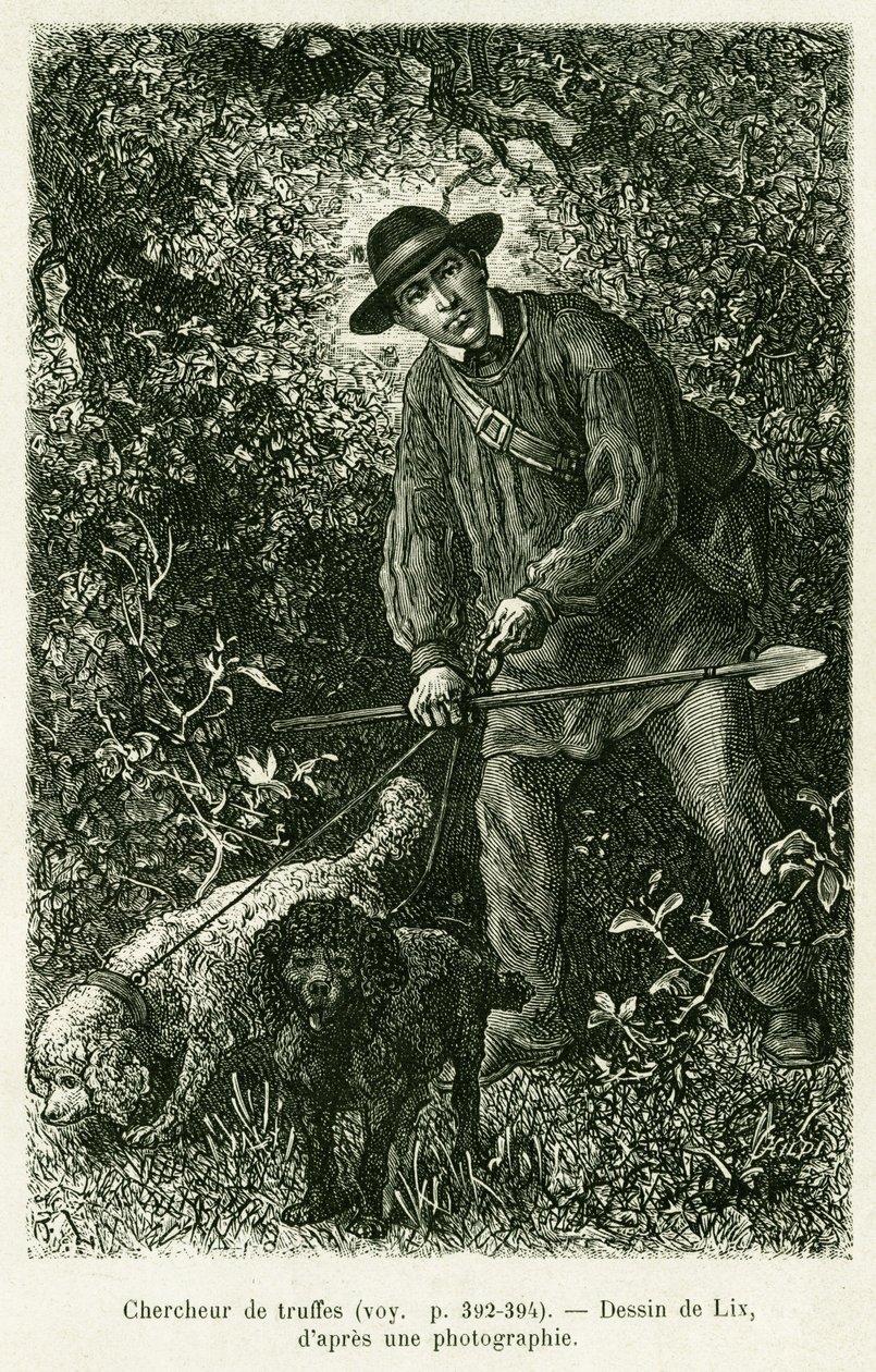 En tryffelsökare. Gravyr av Lix för att illustrera berättelsen A Through Alsace and Lorraine, av Charles Grad, tysk deputerad, 1884, i tour du monde 1886, regisserad av Edouard Charton (1807-1890), Hachette, Paris. av Frederic Theodore Lix