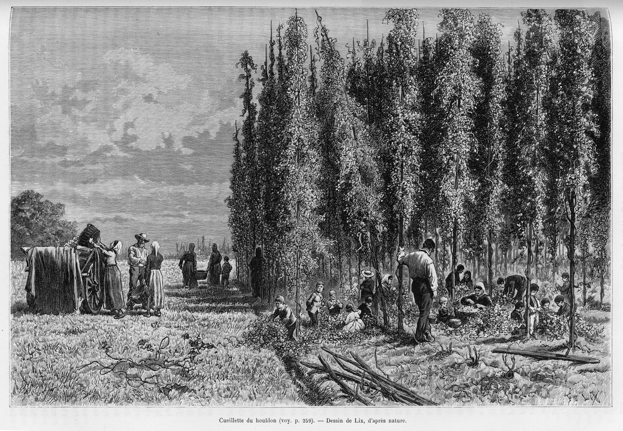Humleplockning. Gravyr av Lix, för att illustrera berättelsen A Through Alsace and Lorraine, 1887, av Charles Grad, tysk deputerad, i tour du monde 1888, regisserad av Edouard Charton (1807-1890), Hachette, Paris. av Frederic Theodore Lix