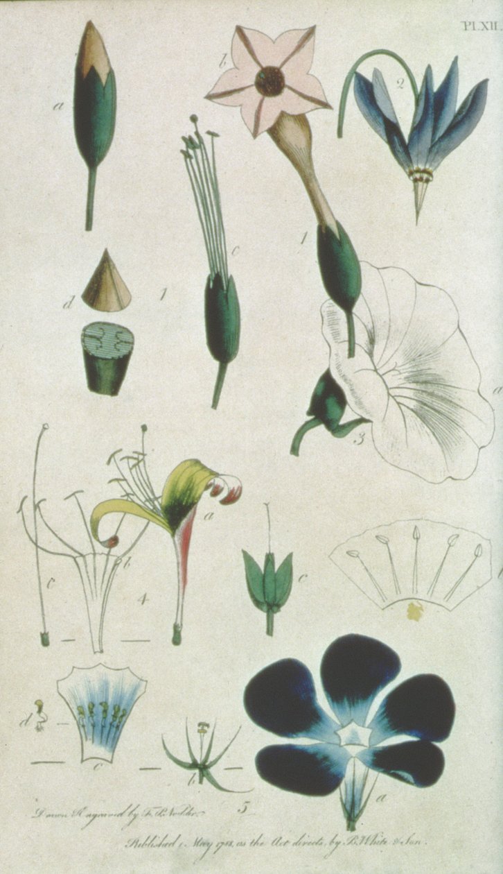 Platta XII, brev XVI Pentandria Monagia, olika blommor med fem ståndare, som illustrerar botanikens element som förklaras av Carolus Linné (1707-78), graverad av konstnären, utgiven av B. White und Son, av Frederick Polydor Nodder