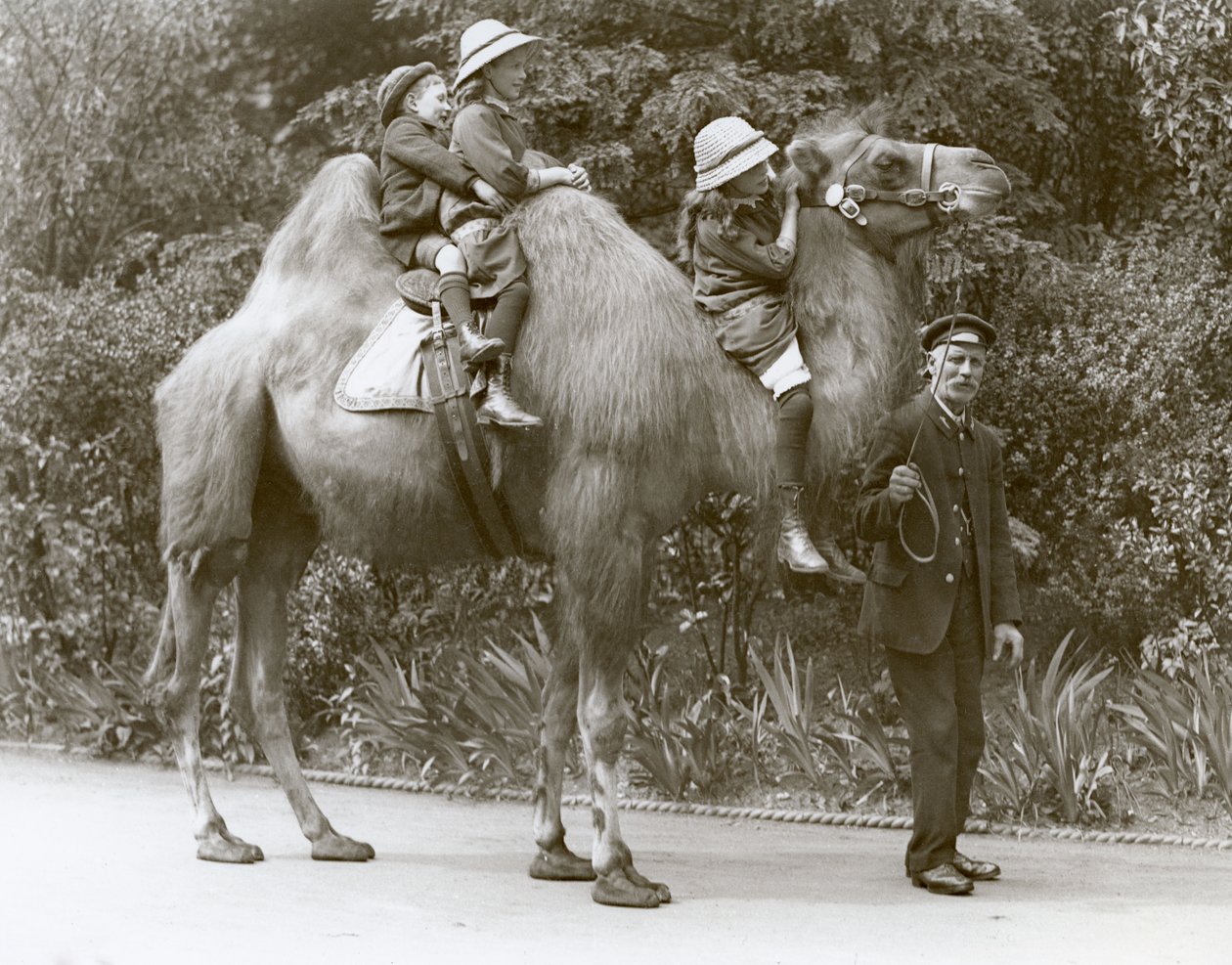 En Bactrian Camel-tur med målvakt och tre barn på London Zoo, maj 1914 av Frederick William Bond