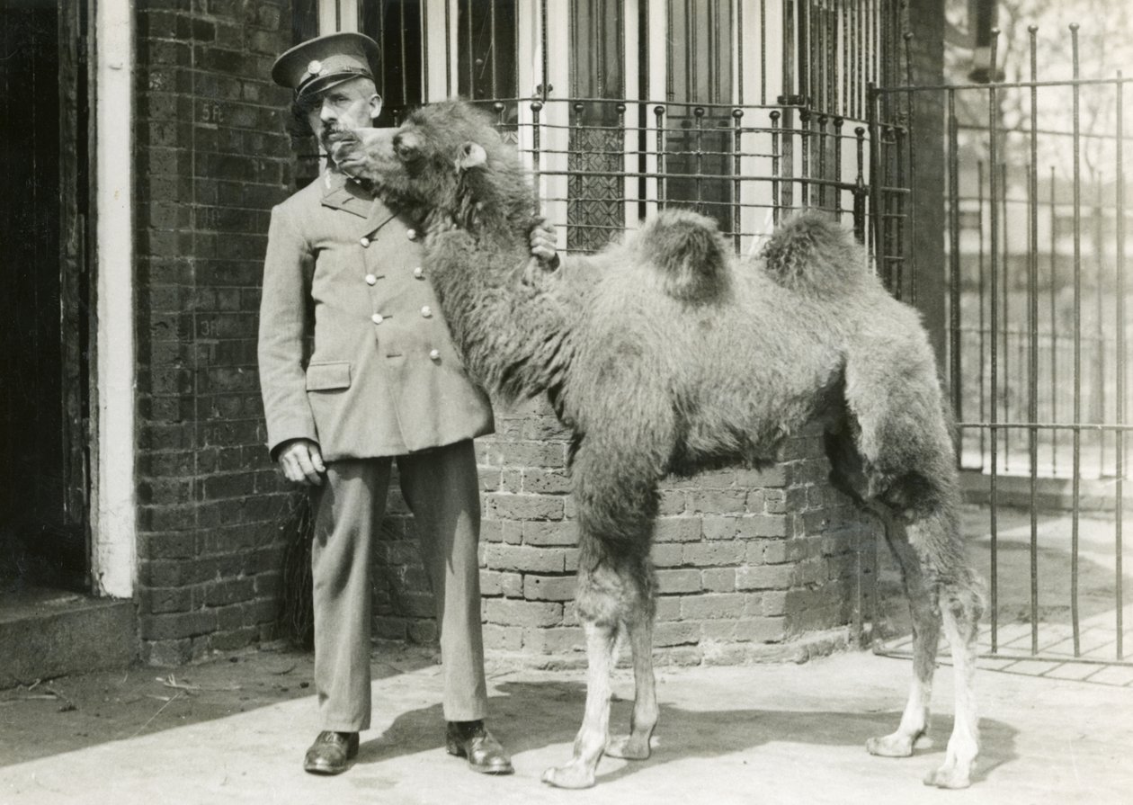 En baktrisk kamelkalv, med djurhållare, fyra veckor efter att ha fötts i menageriet, London Zoo, 1929 av Frederick William Bond