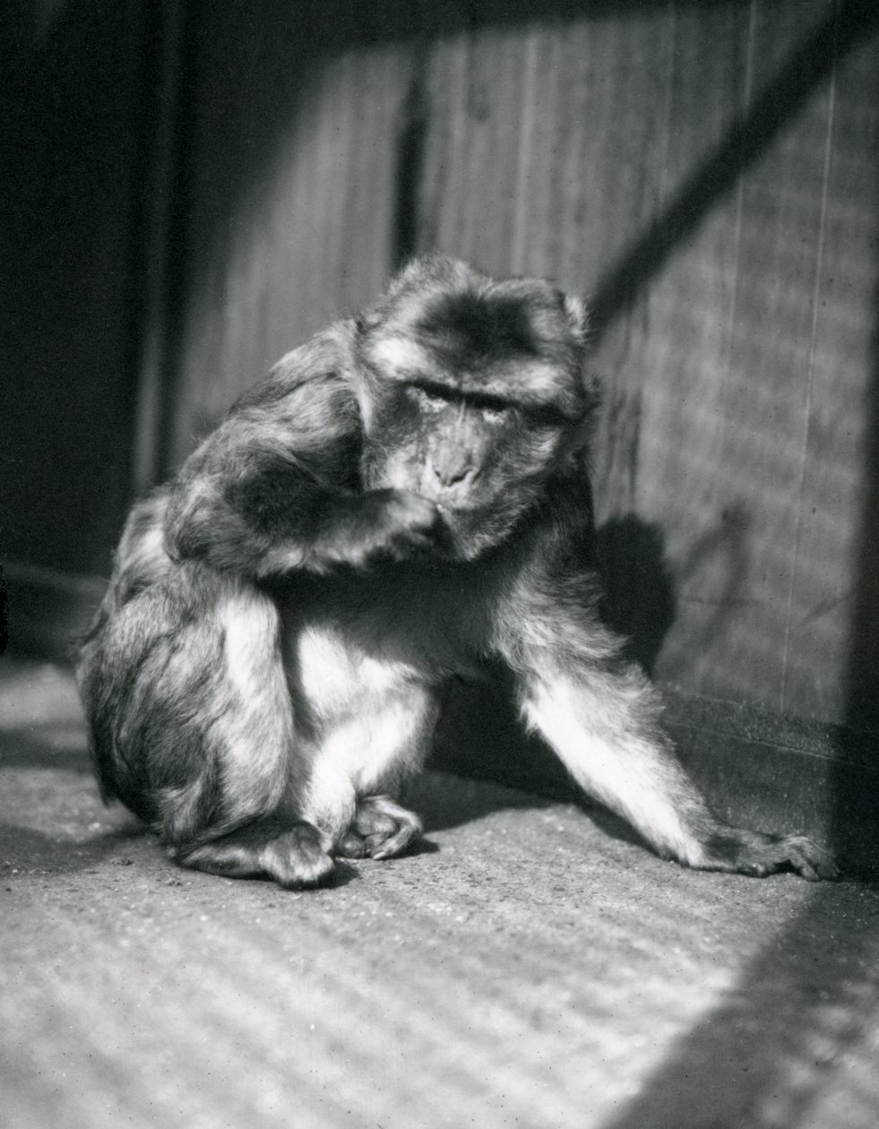 En Barbary Ape på London Zoo, mars 1914 av Frederick William Bond