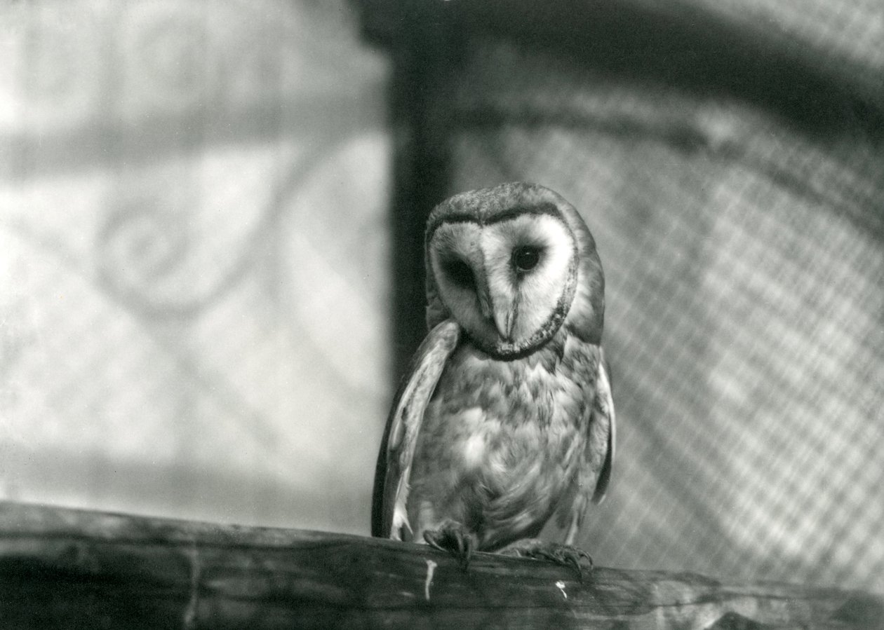 En uggla i London Zoo, januari 1922 av Frederick William Bond