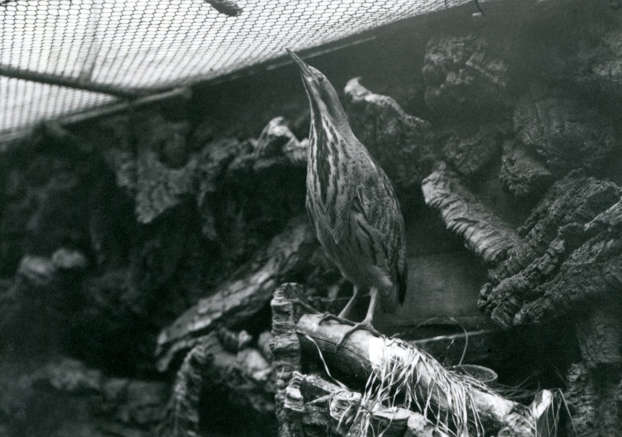 A Bittern på London Zoo, juni 1922 av Frederick William Bond