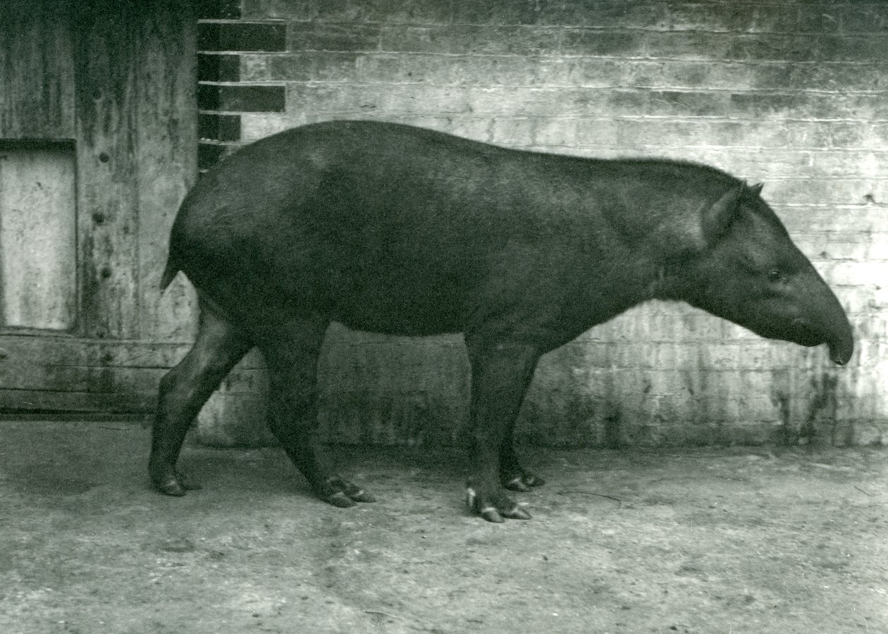En brasiliansk eller sydamerikansk tapir i London Zoo, september 1922 (svartvitt foto) av Frederick William Bond