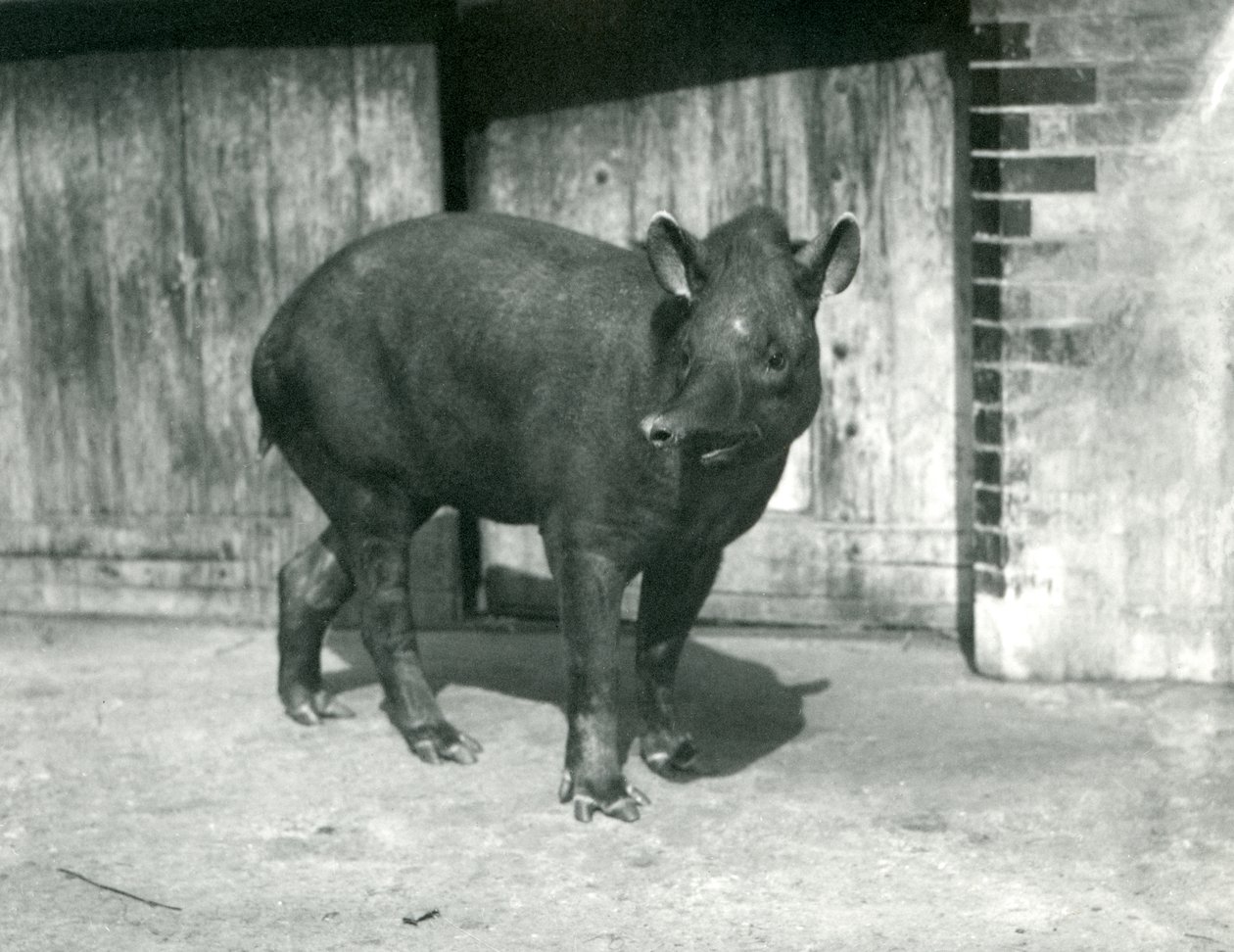 En brasiliansk eller sydamerikansk tapir i London Zoo, september 1922 (svartvitt foto) av Frederick William Bond