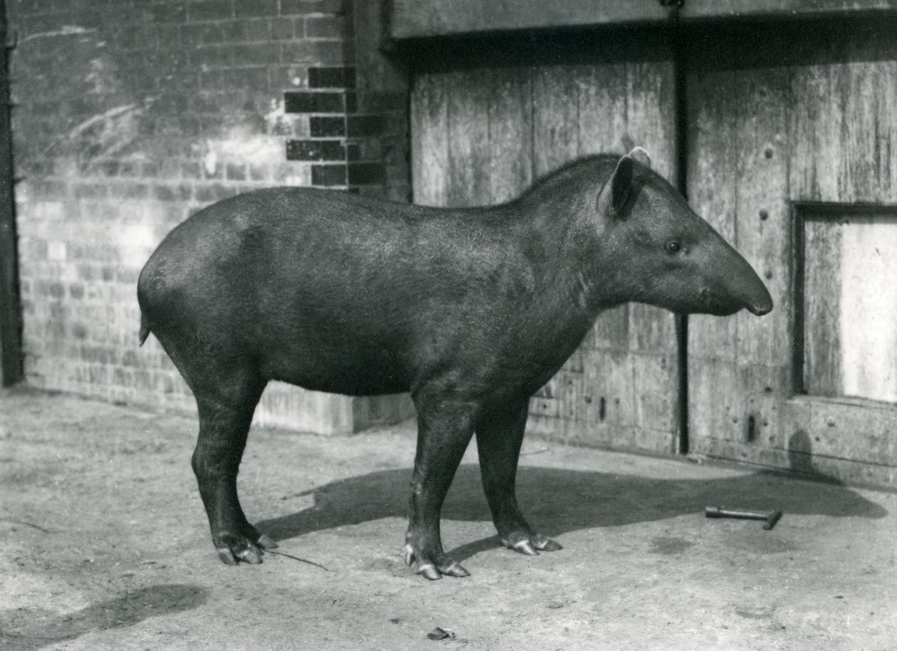 En brasiliansk eller sydamerikansk tapir i London Zoo, september 1922 (svartvitt foto) av Frederick William Bond