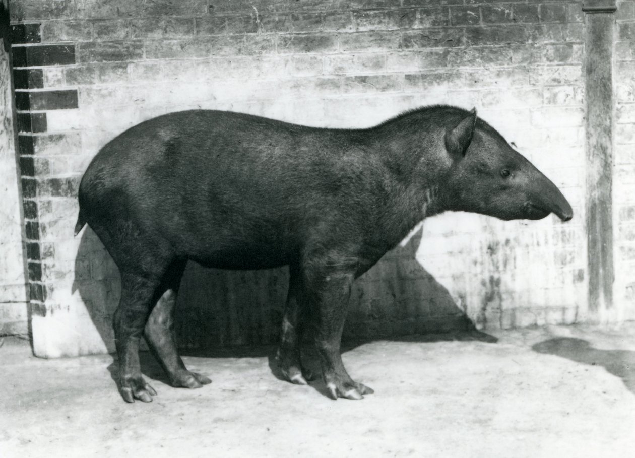 En brasiliansk sydamerikansk tapir på London Zoo, oktober 1922 av Frederick William Bond