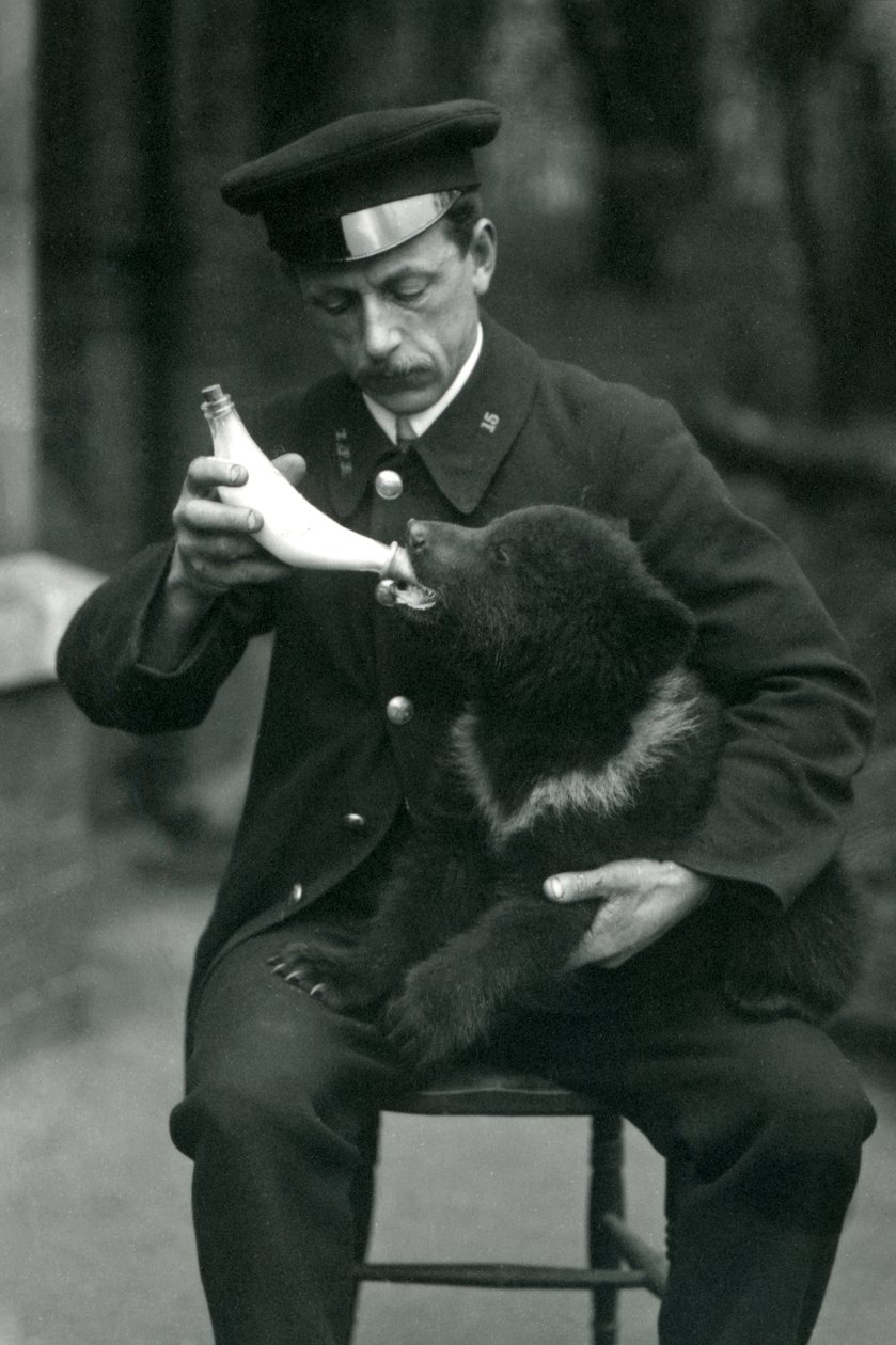 En brunbjörnsunge som flaskmatades av djurhållaren Leslie Martin Flewin på London Zoo i maj 1914 av Frederick William Bond