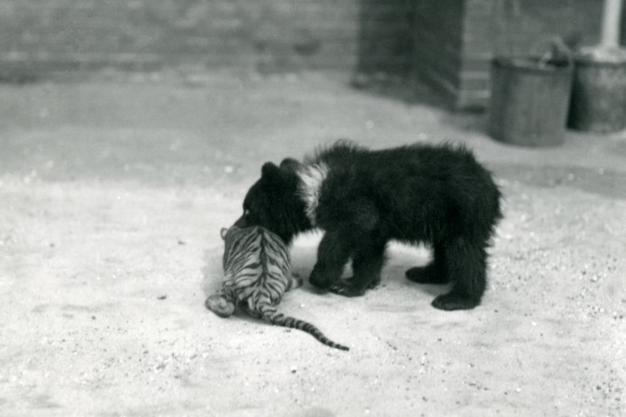 En brunbjörnsunge leker med en tigerunge på London Zoo, april 1914 av Frederick William Bond