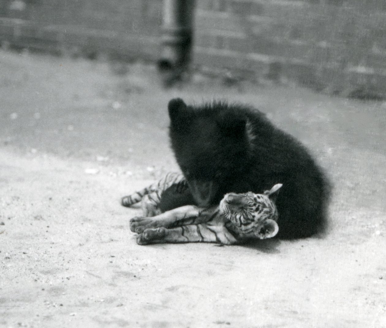 En brunbjörnsunge leker med en tigerunge på London Zoo, april 1914 av Frederick William Bond