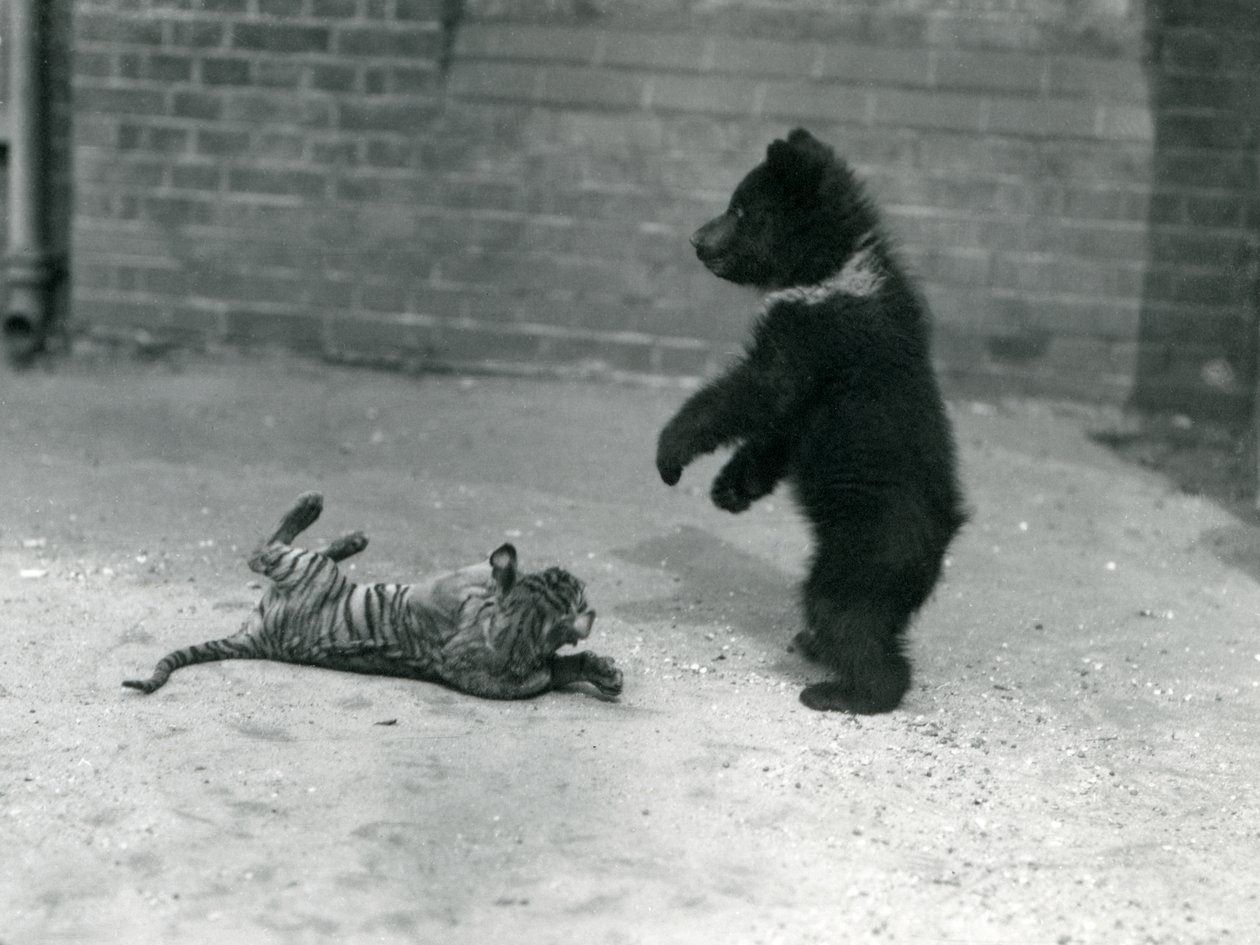 En brunbjörnsunge leker med en tigerunge i London Zoo, april 1914. av Frederick William Bond
