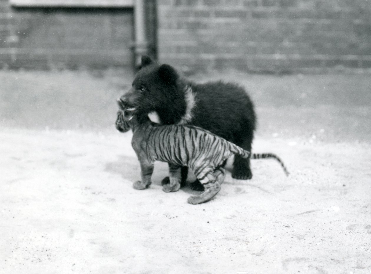 En brunbjörnsunge leker med en tigerunge på London Zoo, april 1914 av Frederick William Bond