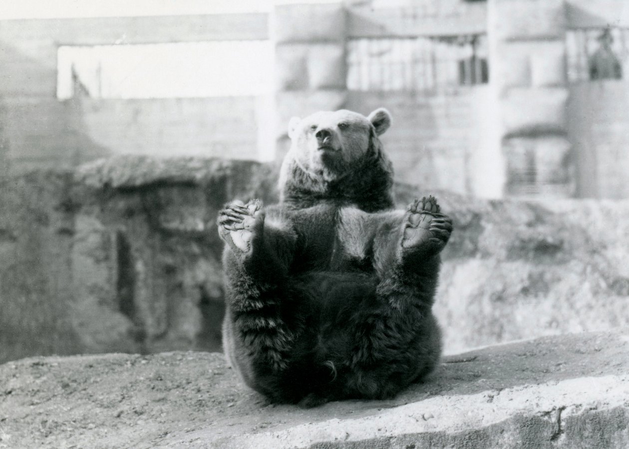 En brunbjörn som sitter baklänges och håller sina bakfötter med tassarna, Mappin Terraces, London Zoo, augusti 1921. av Frederick William Bond