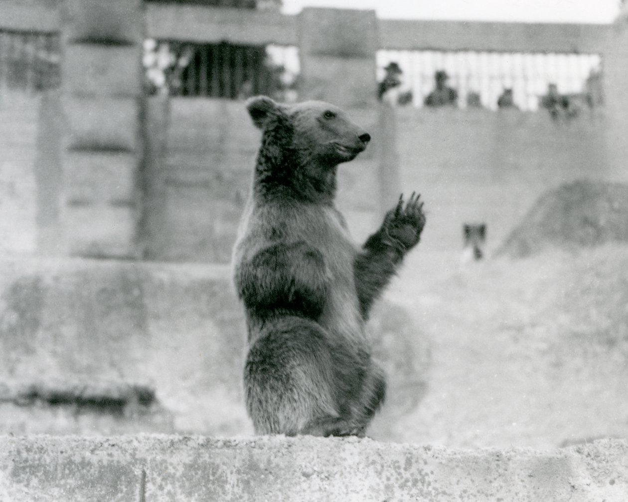 En brunbjörn sitter upp framför besökarna i sitt hägn på Mappin Terraces, London Zoo, 1922 (svartvitt foto). av Frederick William Bond