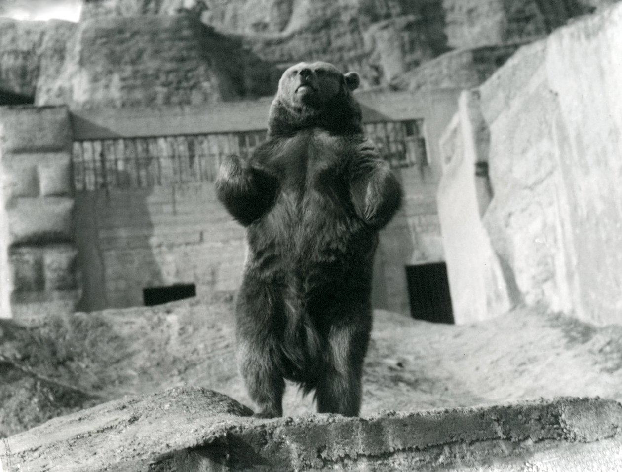 En brunbjörn står upprätt på bakbenen, Mappin Terraces, London Zoo, augusti 1921 av Frederick William Bond