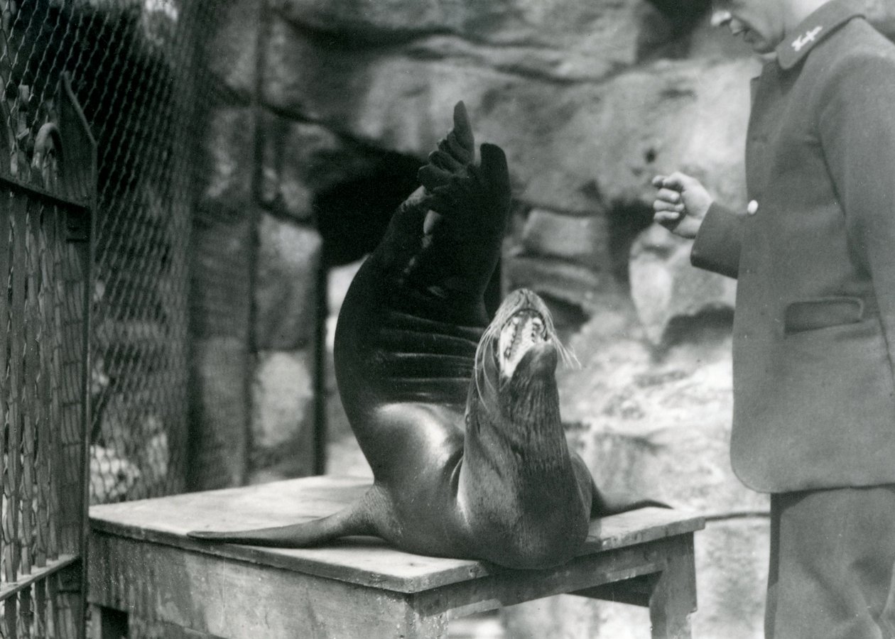 Ett kaliforniskt sjölejon uppträder för sin djurhållare på London Zoo, juli 1921 av Frederick William Bond