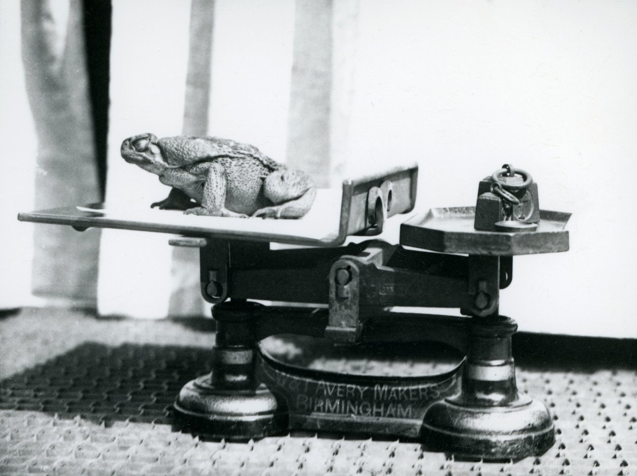 En padda sitter på en våg för att vägas i London Zoo, 1923 (svart fotografi) av Frederick William Bond