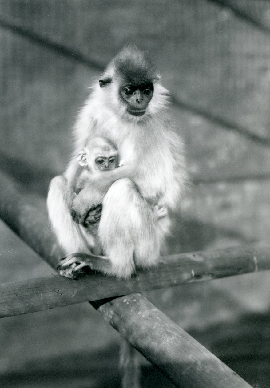 En Capped Langur håller en baby sittande på en balk, London Zoo, 11 november 1913 av Frederick William Bond