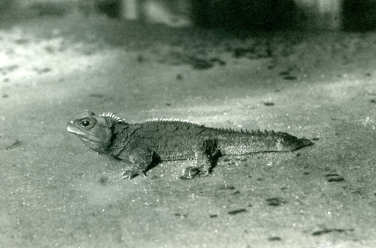 En Cook Strait Tuatara eller Northern Tuatara på London Zoo, ca 1923 (svart foto) av Frederick William Bond