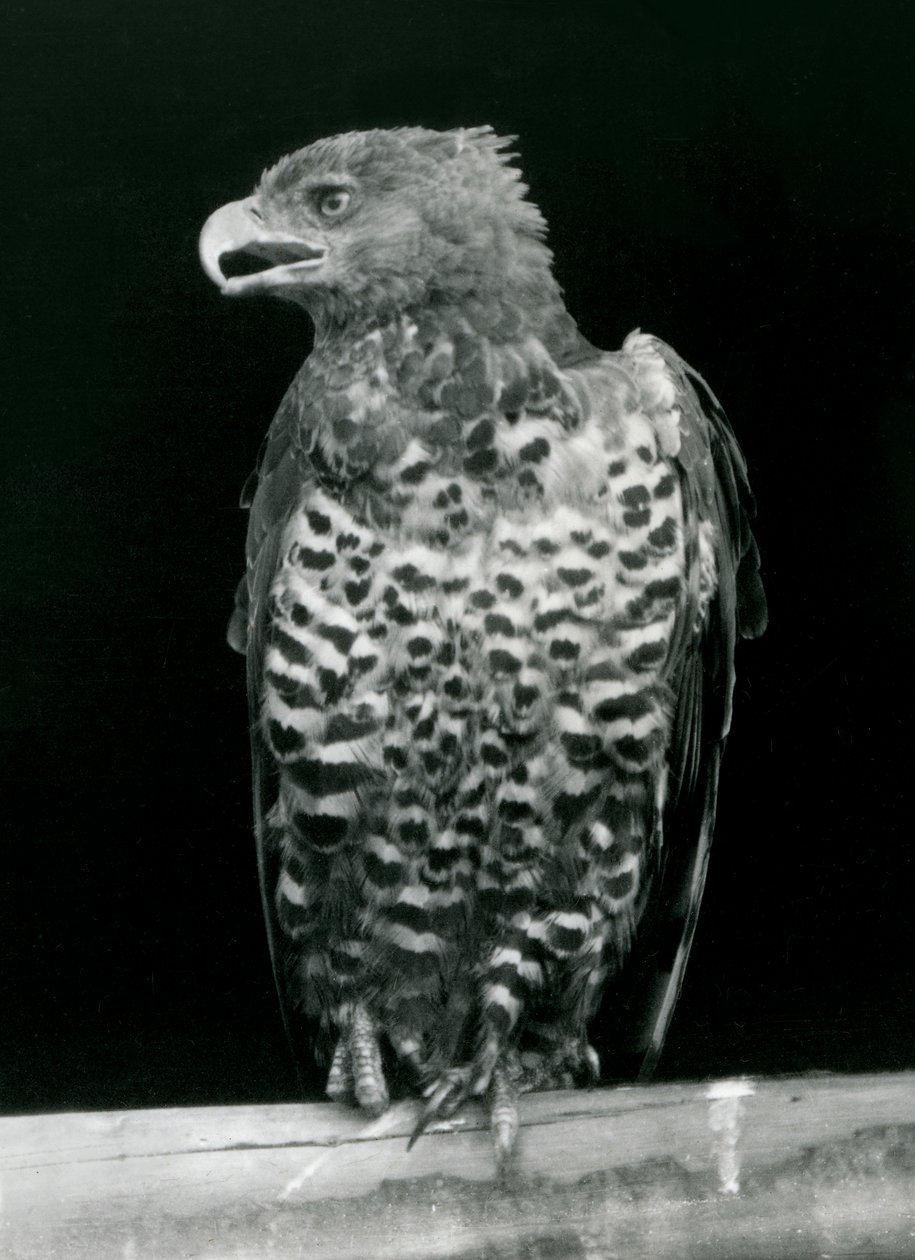 En krönt örn uppflugen på London Zoo, november 1923 (bw foto) av Frederick William Bond