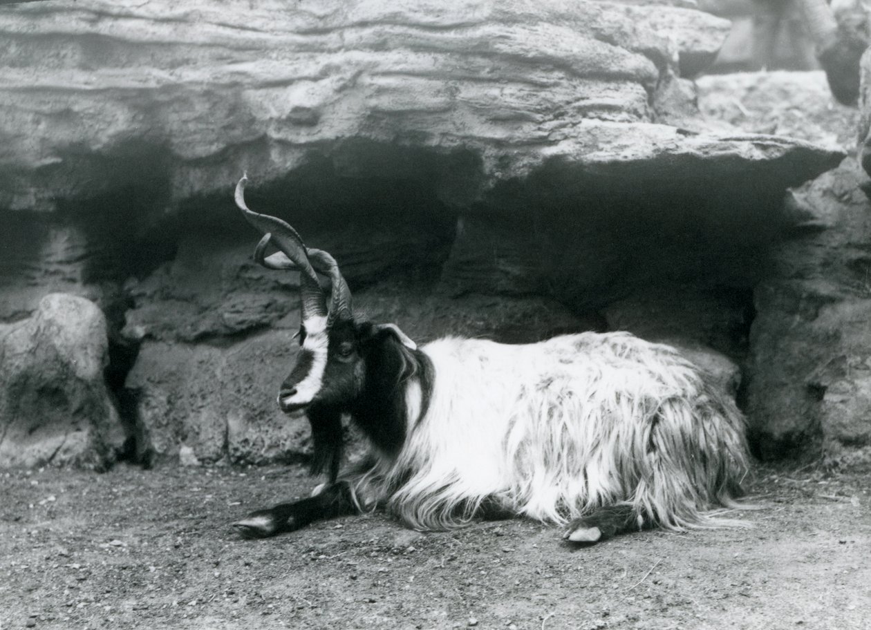 En lockig get på London Zoo, juni 1922 av Frederick William Bond