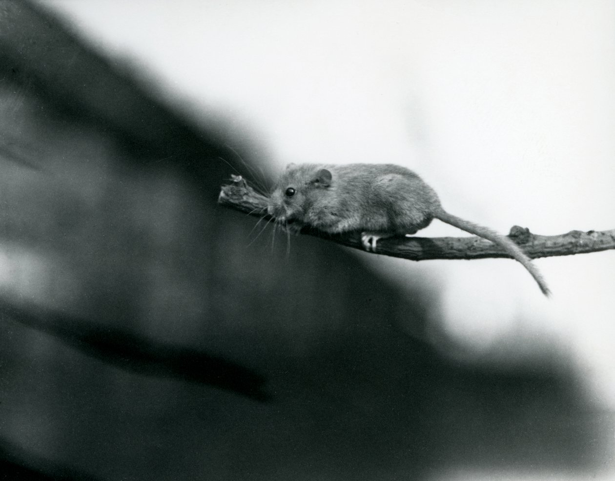 En dormus på en gren på London Zoo, maj 1914 bw foto av Frederick William Bond