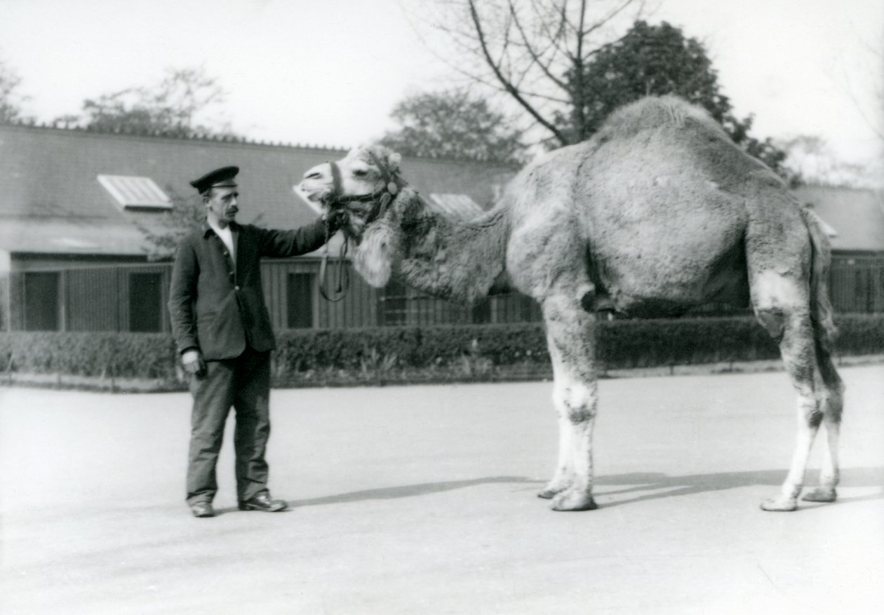 En dromedar eller arabisk kamel med djurskötaren W. Styles i London Zoo 1923 (svart foto) av Frederick William Bond