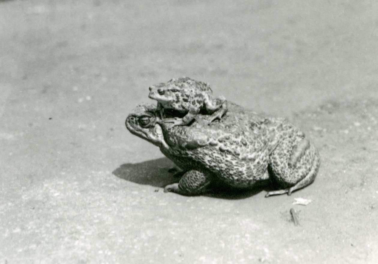 En europeisk padda som sitter på en jättelik paddaMarintpadda, London Zoo, augusti 1923 (svart foto) av Frederick William Bond