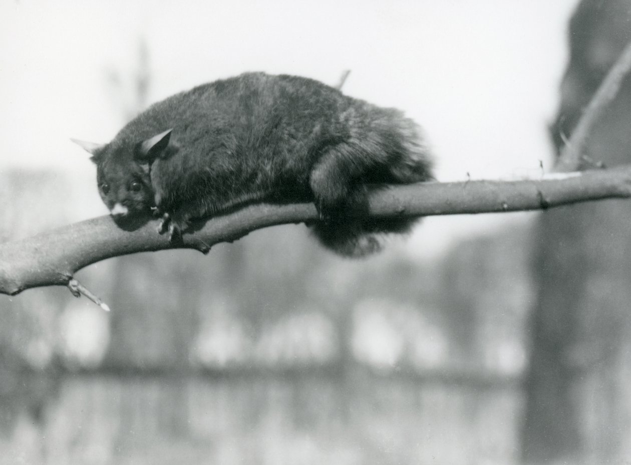 En flygande falanger tittar ner från en gren i London Zoo, ca 1923 (svartvitt foto). av Frederick William Bond