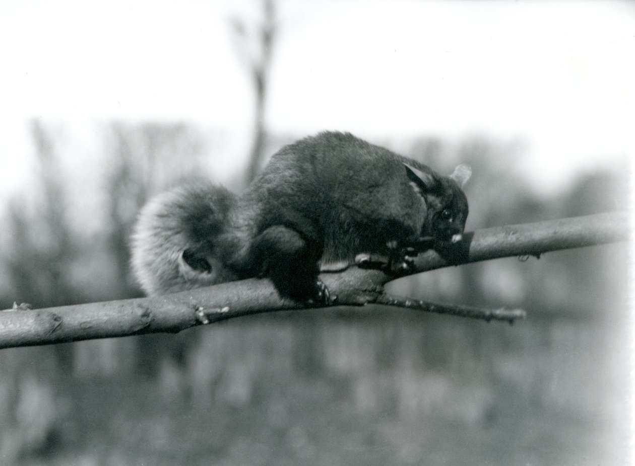 En flygande falanger på en gren i London Zoo, februari 1922. av Frederick William Bond