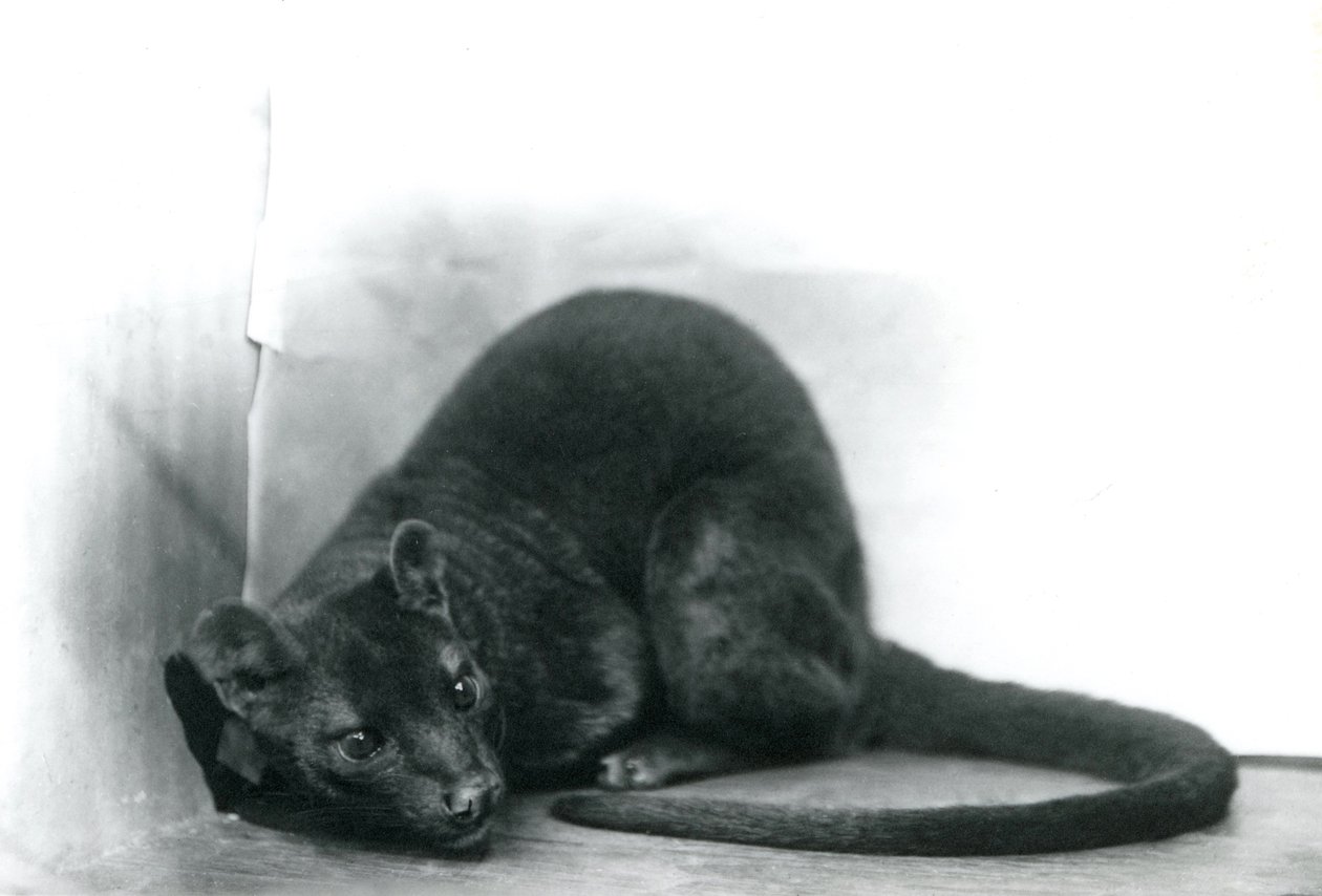 A Fossa at London Zoo, November 1912 av Frederick William Bond