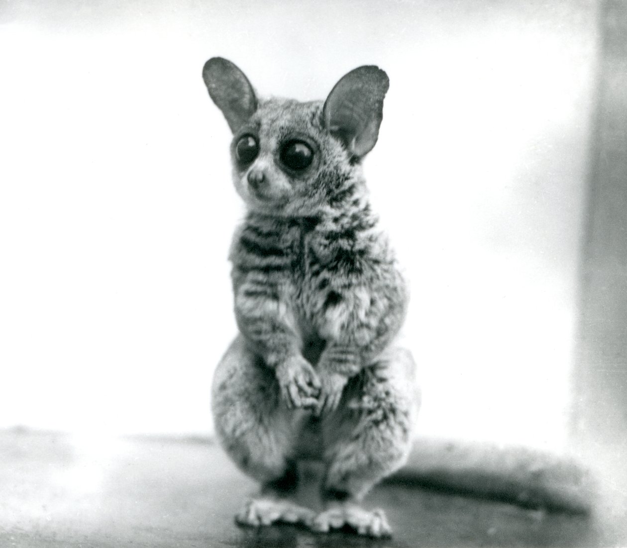 En Galago moholi eller Mohol bushbaby i London Zoo, 12 september 1913. av Frederick William Bond