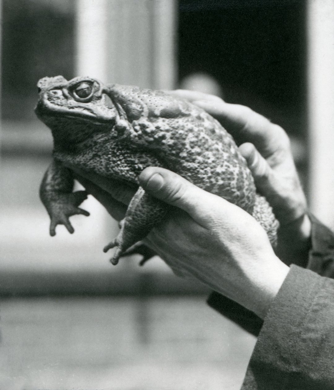 En jättelik padda hålls i händerna på sin skötare, London Zoo, augusti 1923 (svart foto). av Frederick William Bond