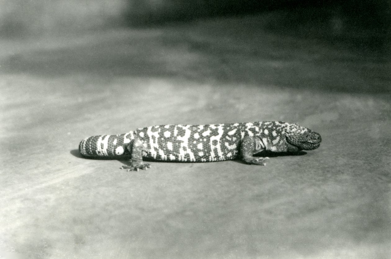 Ett gilamonster i London Zoo, september 1923 (svart foto) av Frederick William Bond